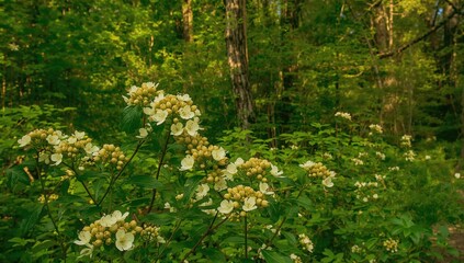 Obraz premium Blooming Bunchberry (Cornus canadensis) Found on a Trail in a Nature Sanctuary in Spring
