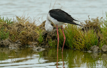 Echasse blanche,  Himantopus himantopus, Black winged Stilt