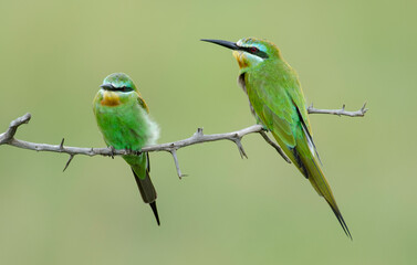 Guêpier à queue d'aronde,Merops hirundineus, Swallow tailed Bee eater