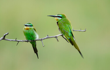 Guêpier à queue d'aronde,Merops hirundineus, Swallow tailed Bee eater