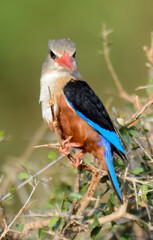 Martin chasseur à tête grise,Halcyon leucocephala, Grey headed Kingfisher, Afrique