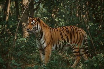 Fototapeta premium Tiger in the wild displaying its head and leg