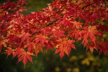 Vivid crimson and golden maple foliage showcased in a gentle blur against a serene natural backdrop.