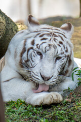 white bengal tiger