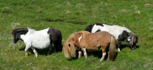 Fototapeta premium Poney, race Shetland, Equus caballus, Iles Shetland, Grande Bretagne
