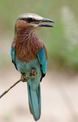 Rollier à longs brins,Coracias caudatus, Lilac breasted roller, parc national d'Arusha,  Tanzanie
