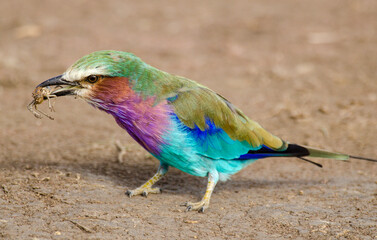 Rollier à longs brins,Coracias caudatus, Lilac breasted roller, Afrique