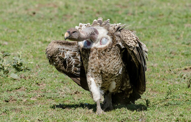 Vautour de Rüppell,Gyps rueppelli, Rüppell's Vulture, Parc national du Serengeti, Tanzanie