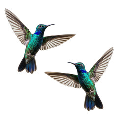 Fototapeta premium Pair of vibrant hummingbirds in flight, isolated on a white background.