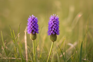 Stunning violet tufted vetch blossoms with a soft-focus backdrop
