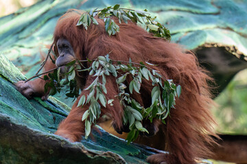 Orangutan on the tree.