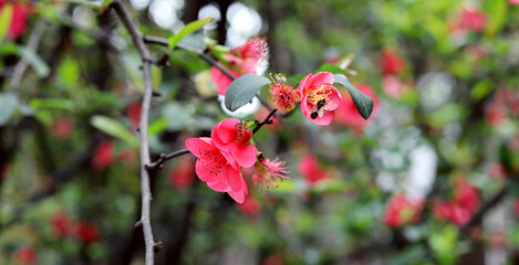 Red crabapple blossoms with attached stems