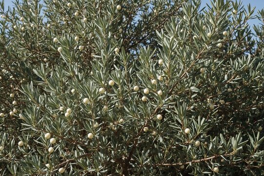 The arrival of spring: vibrant blossoms on an olive tree symbolizing nature's renewal. A celebration of eco-friendly and photographic travel experiences.
