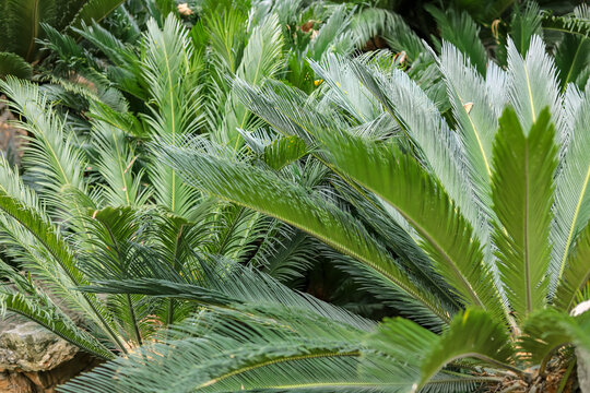 The green cycads in the park