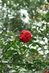 Red camellias