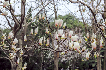 Magnolia flowers in bud form