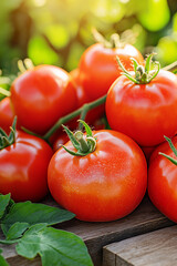 Fresh ripe organic tomatoes in a garden with red healthy vegetables and green leaves