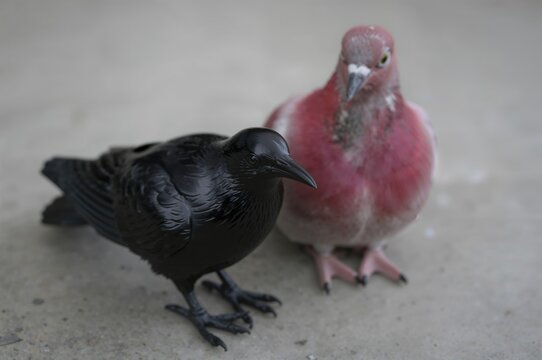 Dark-colored plastic crow beside a red and white bird.