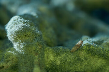 Roots covered with green mold, very close up. Macro photo of fungal mold.