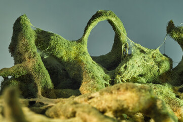 Roots covered with green mold, very close up. Macro photo of fungal mold.
