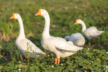 white domestic geese flock grazing on leafy green field at golden hour, soft bokeh background and natural copy space