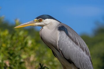 Fototapeta premium Night heron perched under clear skies with vibrant natural backdrop