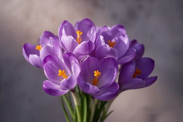 Obraz premium Purple Crocus Blooming Bouquet