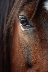 Close-Up of Horse's Eye with Soft Gradient Background