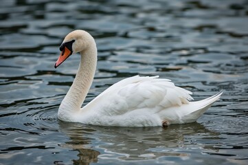 Naklejka premium Elegant white swan gliding on the water surface