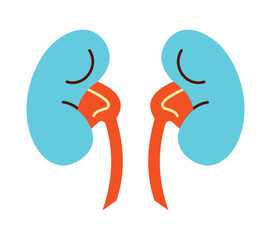 Colorful Flat Design Icon of Human Kidneys for Medical Anatomy