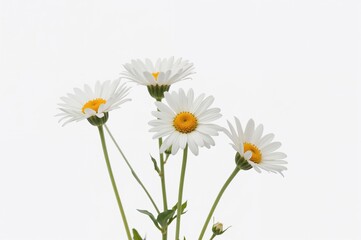 Gorgeous Daisies Set Against a Plain Backdrop