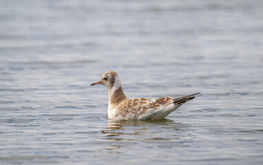 Black headed gull baby in a pond, uk