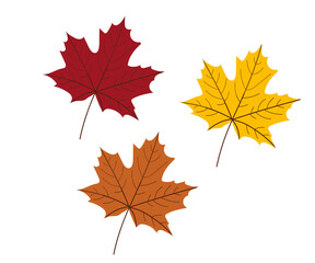 Colorful autumn maple leaves isolated on white background