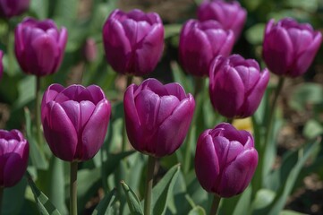 Fototapeta premium Lovely purple tulip blossoms with a natural backdrop