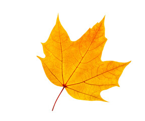 Autumn maple leaf isolated on white