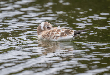 Black headed gull baby in a pond, uk
