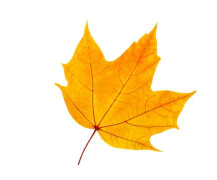 Autumn maple leaf isolated on white