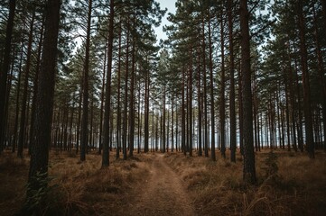 Fototapeta premium Scenic natural landscape featuring seasonal elements like grass, snow, and trees