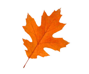 Obraz premium Orange maple leaf isolated on white