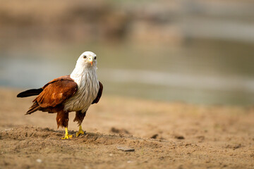 Majestic Bird of Prey Standing Alert on Riverbank