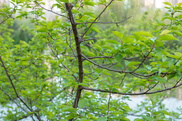 The green branches and leaves of the plum tree