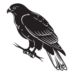 Black Silhouette of a Perched Hawk with White Details on a White Background