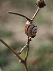Lumaca