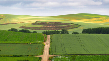 Green wheat fields in may along the tenth stage of the Camino de Santiago From Santo Domingo de la Calzada to Belorado