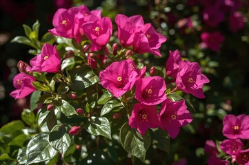 Vivid pink bougainvillea blooms burst through lush green foliage, highlighting the splendor of a sun-drenched garden alive with vibrant hues.