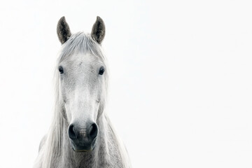 Naklejka premium Minimalist High-Key Portrait of a Light Gray Horse on White Background