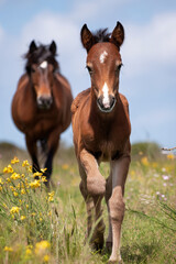 Obraz premium Playful Foal and Mother Horse in Wildflower Field