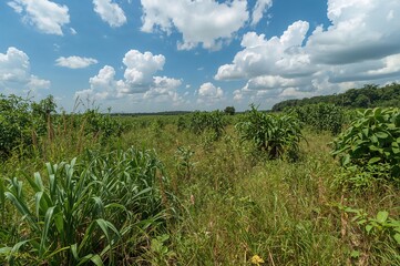 Obraz premium Stunning Scenery and Vegetation