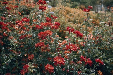 Vibrant scarlet blossoms thriving in a lush garden setting