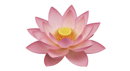 Pink Lotus Flower Isolated on Black Background